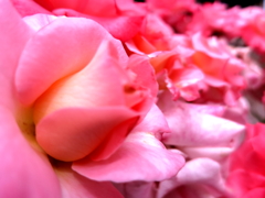 薔薇の群れ
