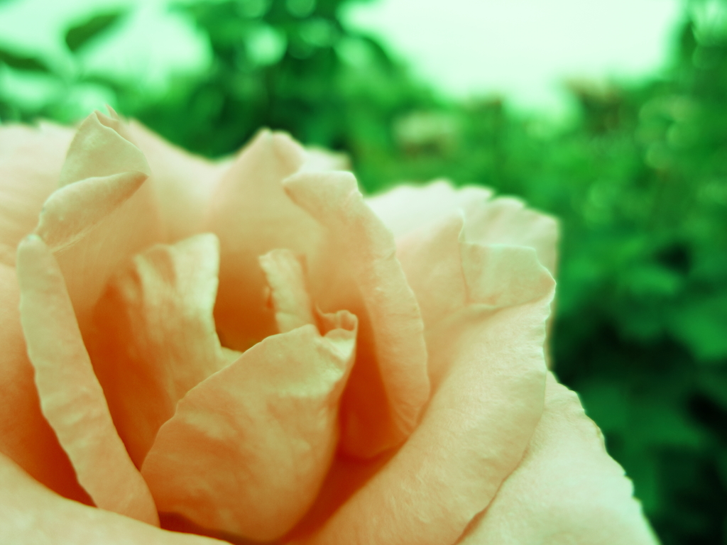 薔薇　　コットン
