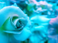 薔薇　水鏡の庭