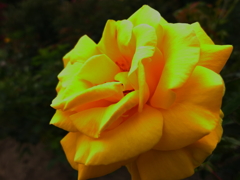 薔薇　イエローポップ