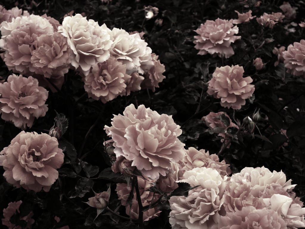 薔薇　空蝉