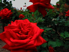 薔薇　ハートの女王