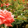 薔薇　さあ御手をどうぞ
