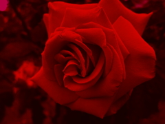 薔薇　紅蓮の情欲