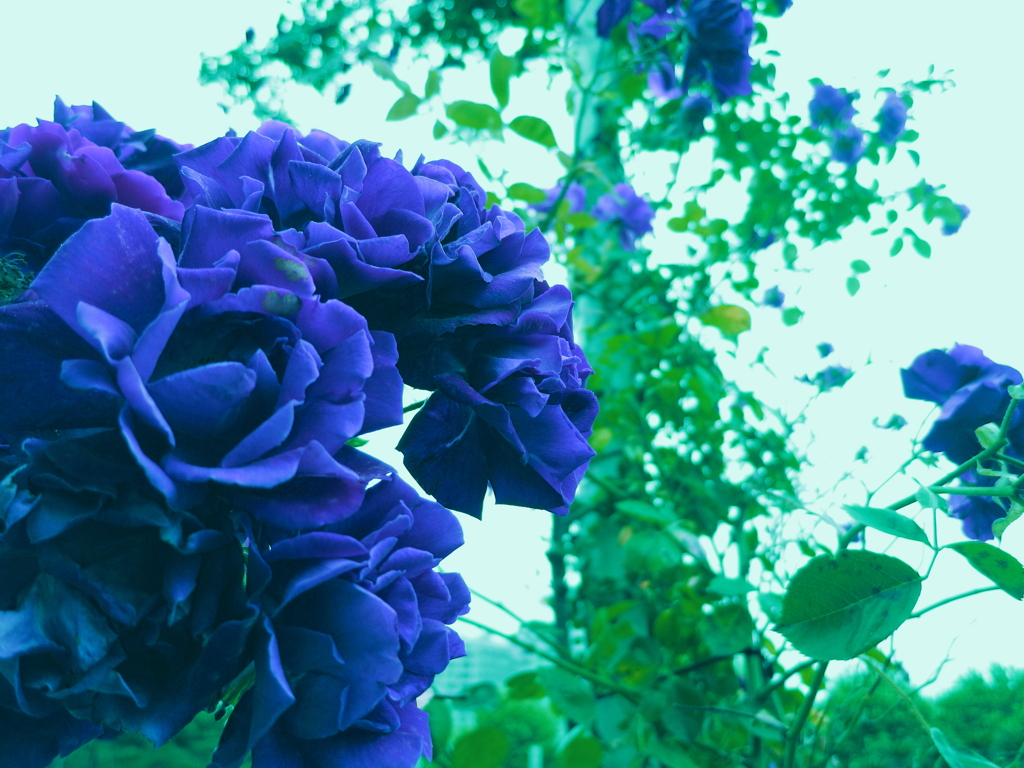 薔薇　マーメイドの森で