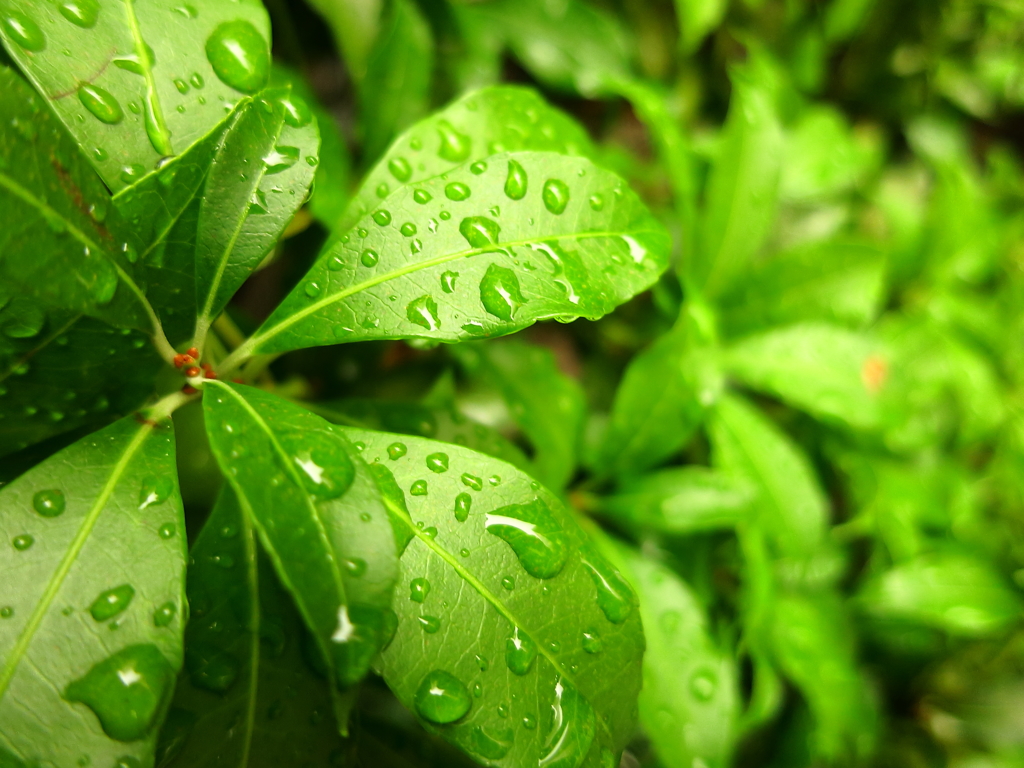 leaf flower