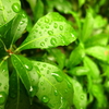 leaf flower