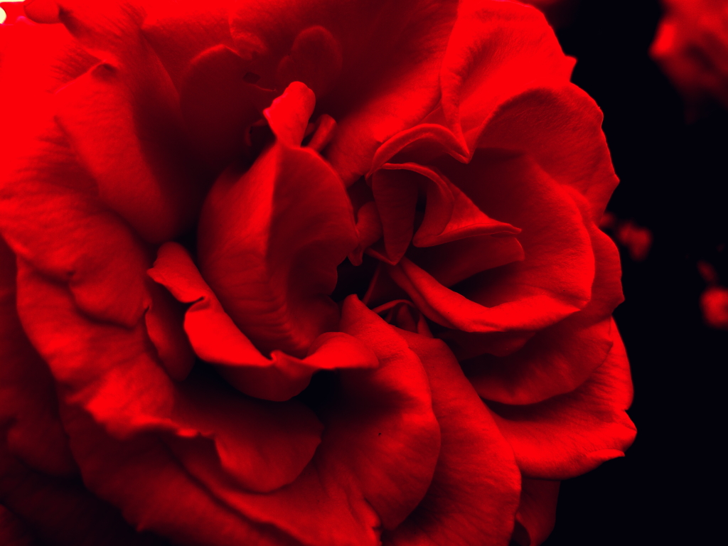 薔薇　アフロディテ