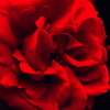 薔薇　アフロディテ