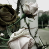 薔薇　朽