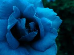 薔薇　blue　