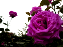 薔薇　ダークヴァイオレット