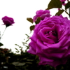 薔薇　ダークヴァイオレット