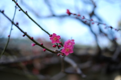 芽吹いた梅
