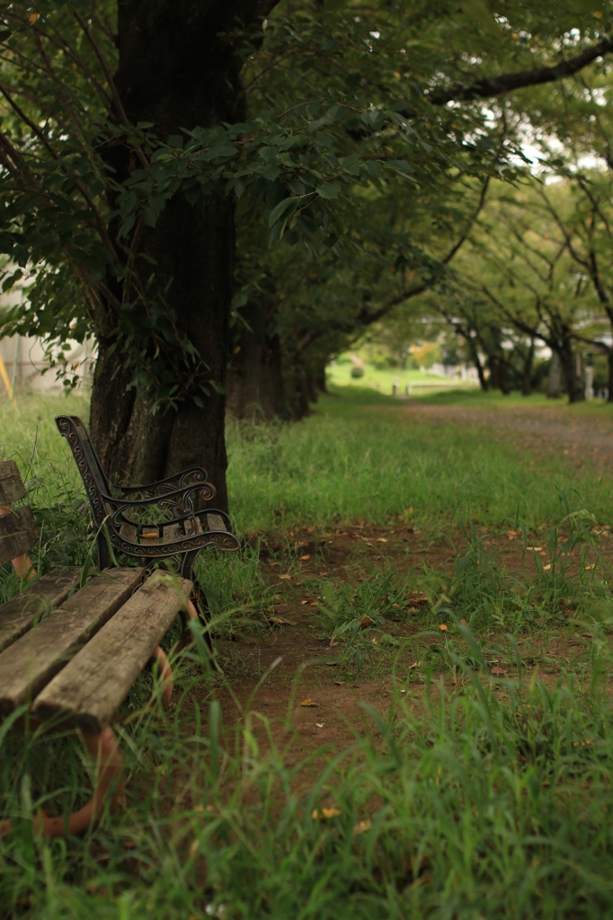 Old bench