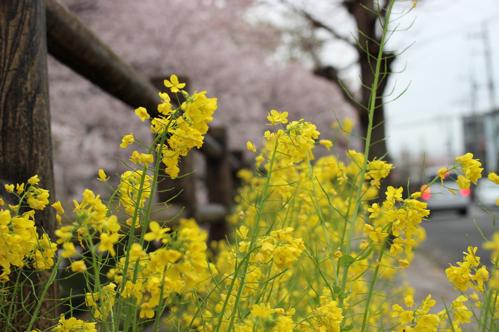 canola flower