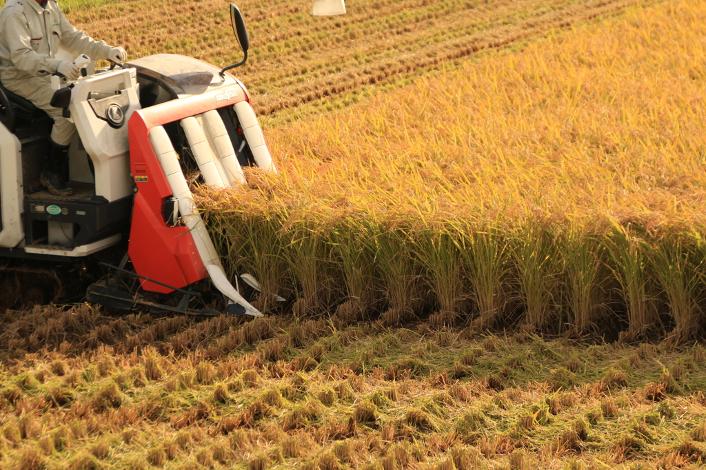 Harvest