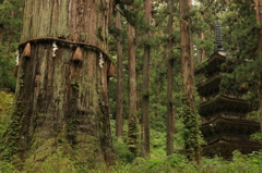 Thousand years Cedar