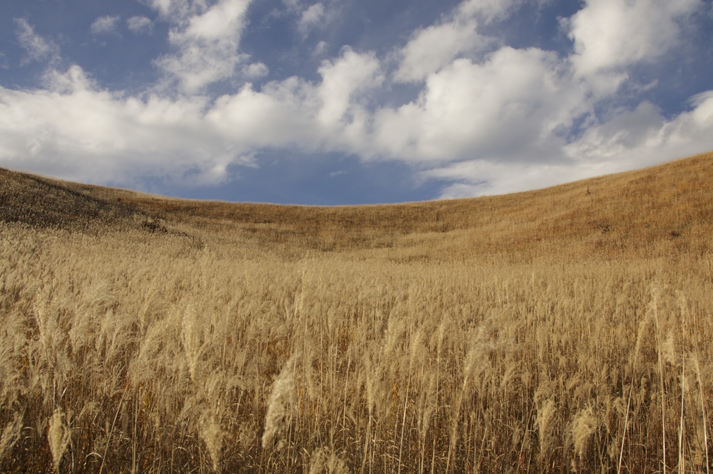 Japanese pampas