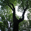 Forked tree