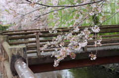 cherry tree in leaf