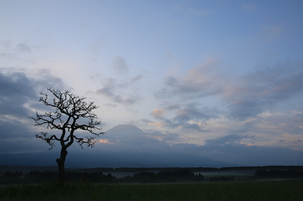Symbol tree