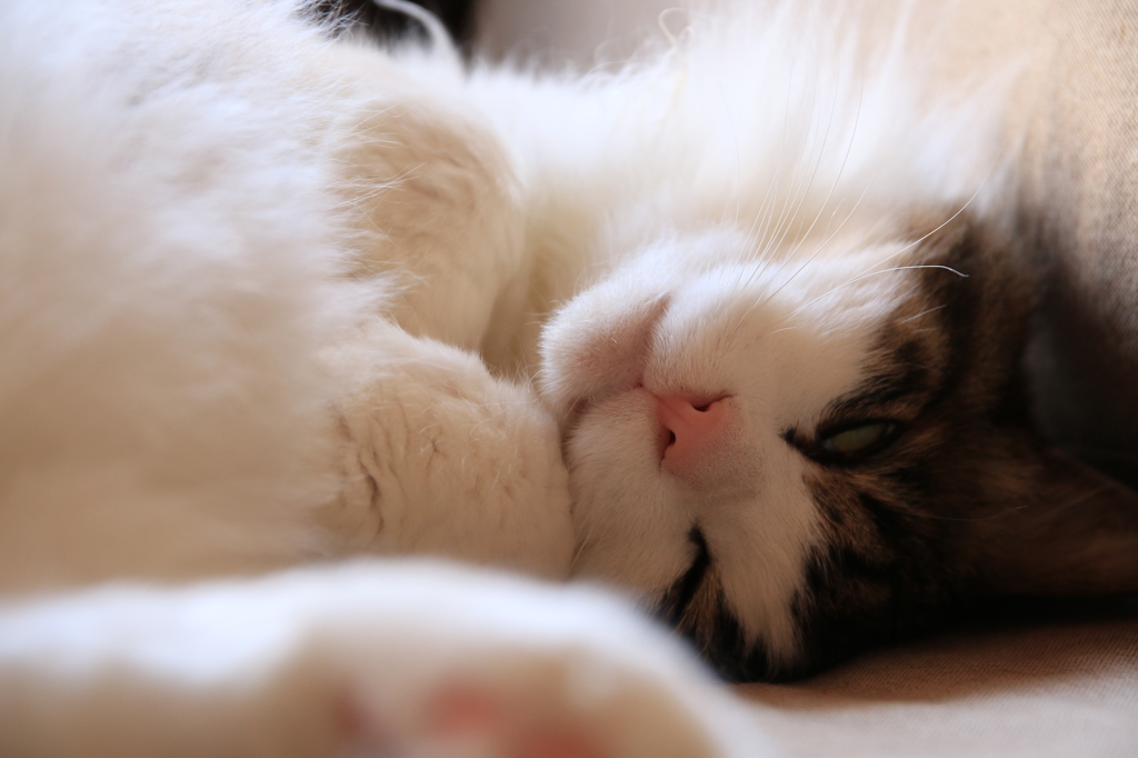 siesta