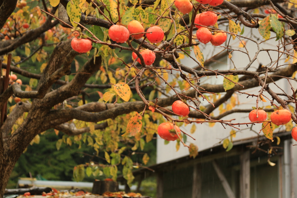 Persimmon