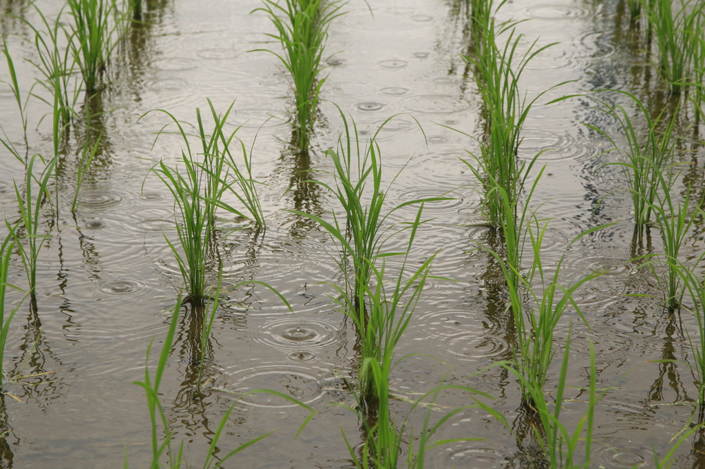 雨 稲 波紋