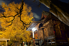 正法院　大銀杏　2014