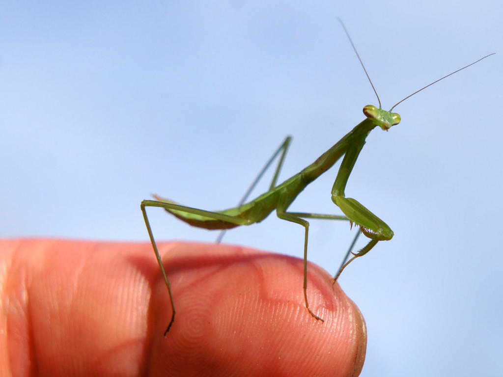 ミニカマキリ