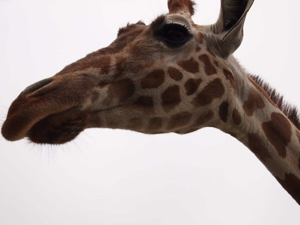 キリン／アップ