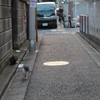 半野良猫