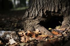 IMG_8795