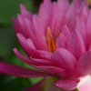 幾重もの花びら。