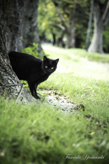 黒猫