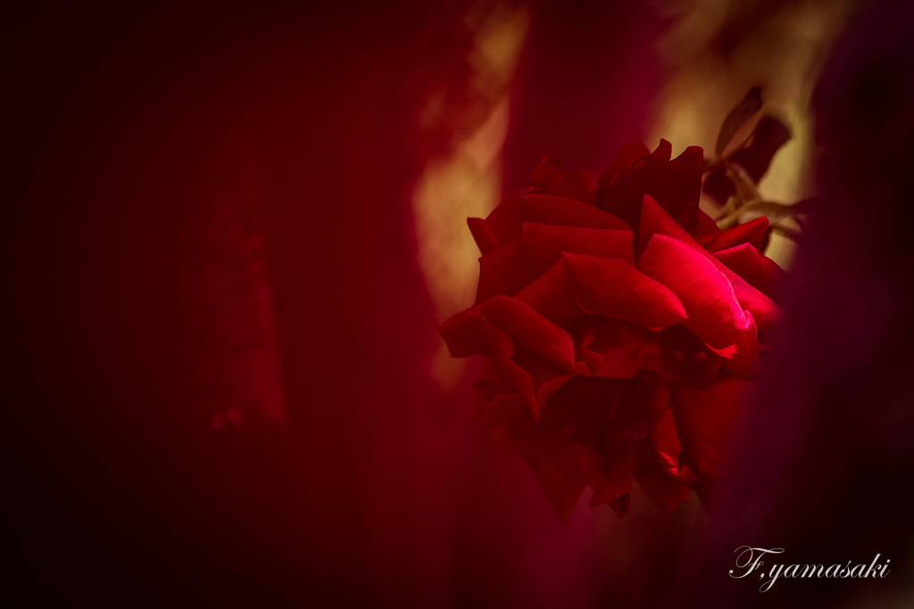 紅蓮の薔薇