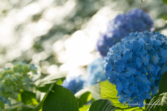 紫陽花