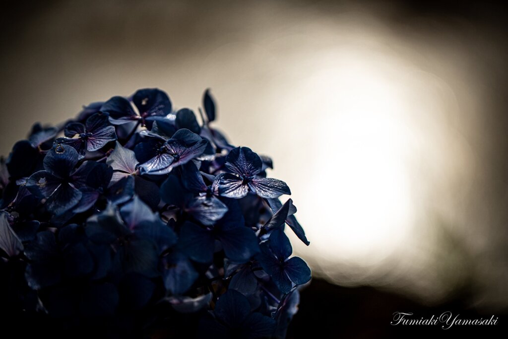 雨上がりの紫陽花