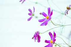 Light cosmos