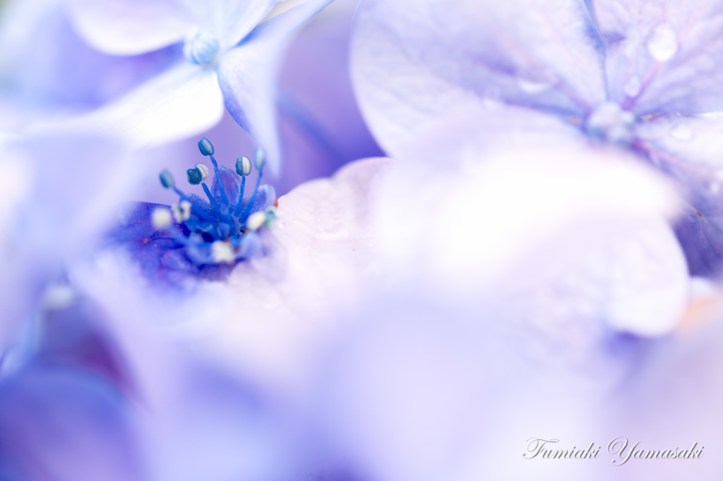 紫陽花の国