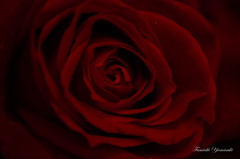  Christmas rose