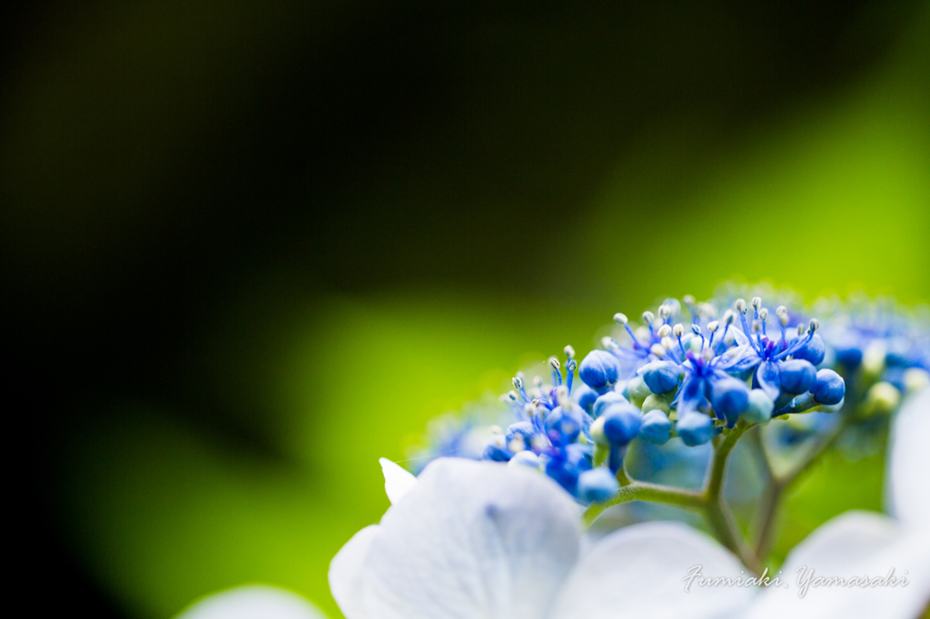 紫陽花