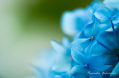 Hydrangea