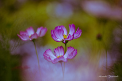 Cosmos Painting
