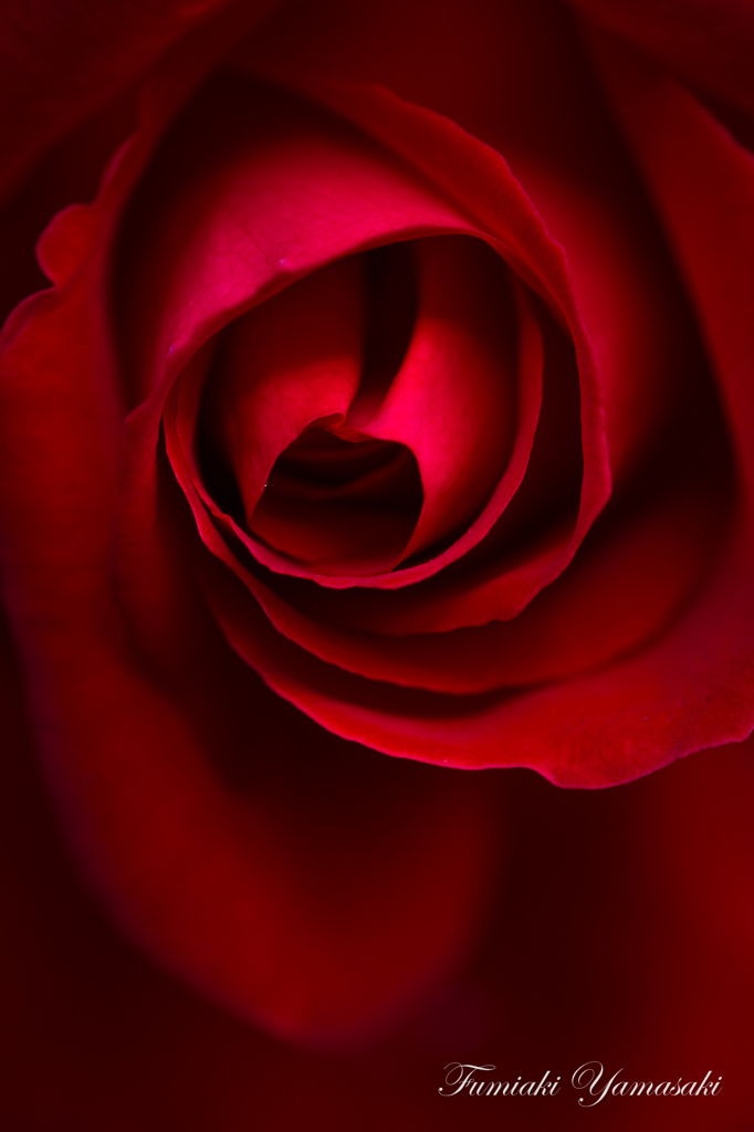 Dark rose