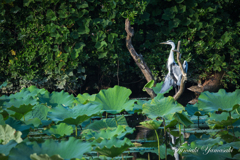 舞鶴公園の蓮