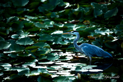 Blue Heron