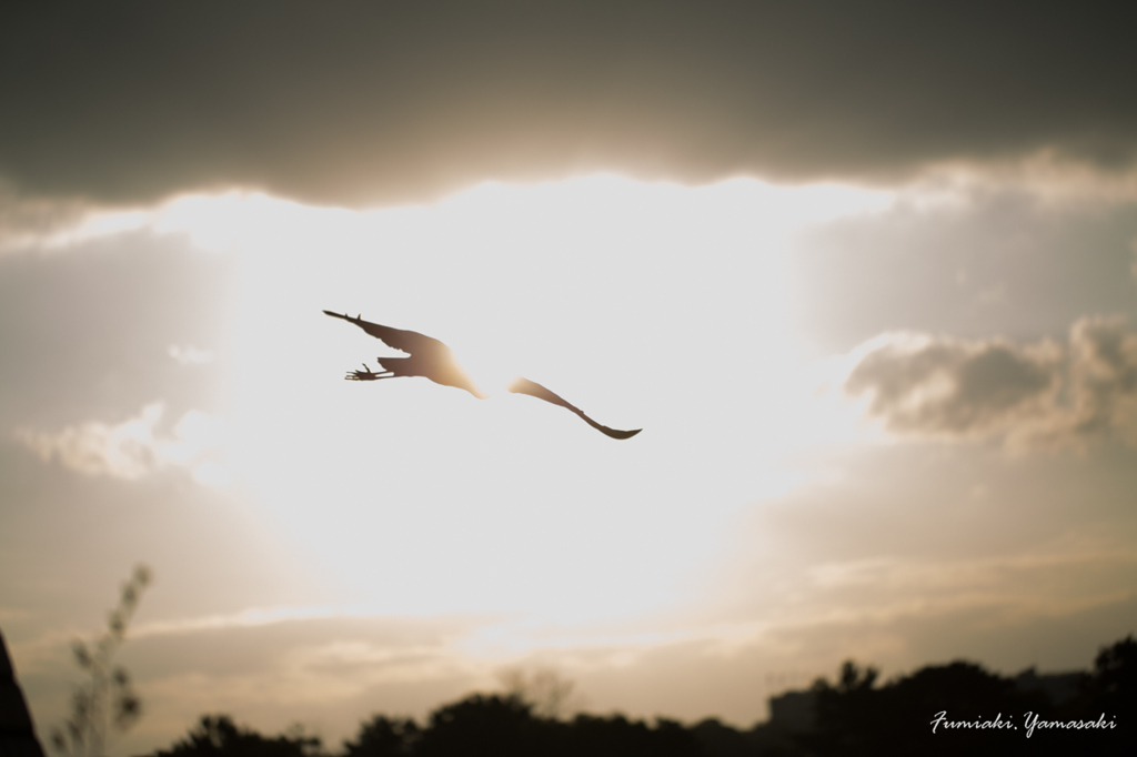Toward the sunrise