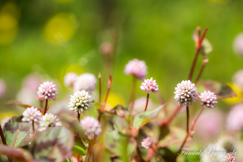 Spring Wind